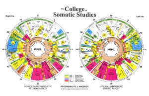 iridology chart